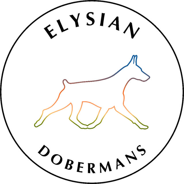 Elysian Dobermans